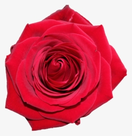 Free Beautiful Red Rose From Top Png Image - Rose For Mother's Day Png, Transparent Png, Free Download