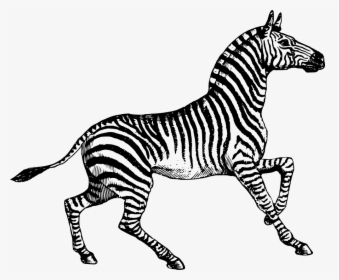 Zebra Drawing, HD Png Download, Free Download