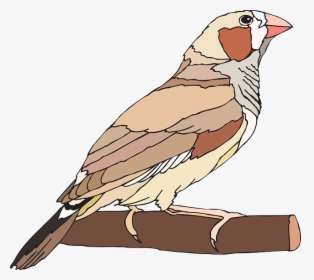 Zebra Finch Clipart, HD Png Download, Free Download