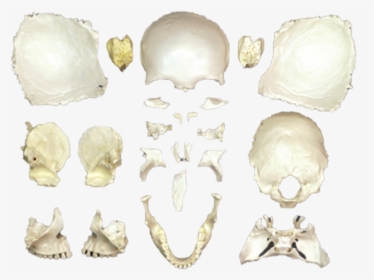 Disarticulated Female Skull"  Data Zoom="//cdn - Body Jewelry, HD Png Download, Free Download
