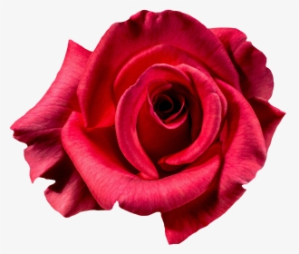 Top View Rose Tattoo, HD Png Download, Free Download