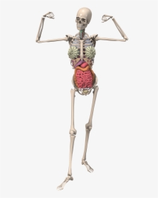 Skeleton Anatomy Female Free Picture - Skeleton Png, Transparent Png, Free Download