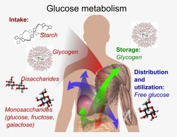 Glucose Metabolism - Metabolism Process In Human Body, HD Png Download, Free Download
