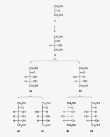 Family Of D Ketoses, HD Png Download, Free Download