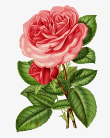 Large Pink Victorian Vintage Rose - Victorian Rose Png, Transparent Png, Free Download