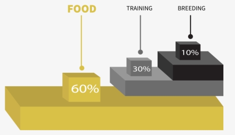 Graph Of Food, Training And Breeding Importance - Graphic Design, HD Png Download, Free Download