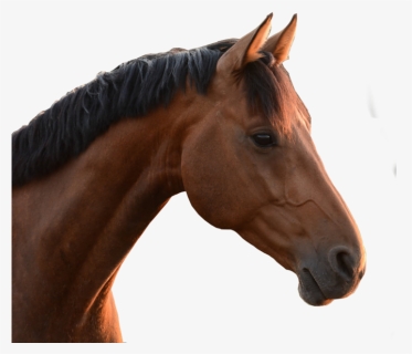 Horse Head Png - Horse Head No Background, Transparent Png, Free Download