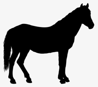 Pony,livestock,horse Tack - Clip Art Horse Silhouette, HD Png Download, Free Download
