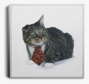 The Klaus Square Canvas - Tabby Cat, HD Png Download, Free Download