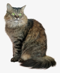 Transparent Tabby Cat Png, Png Download, Free Download