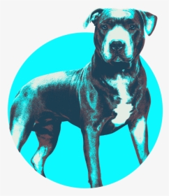 Staffordshire Bull Terrier, HD Png Download, Free Download