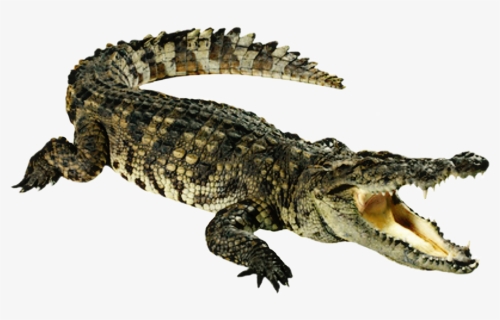 Transparent Aligator Clipart - Crocodile Clipart, HD Png Download, Free Download