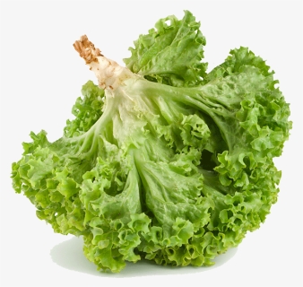 Romaine Lettuce , Png Download - Iceburg Lettuce, Transparent Png, Free Download