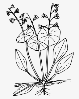 Miner"s Lettuce Clip Arts - Coloring Page, HD Png Download, Free Download