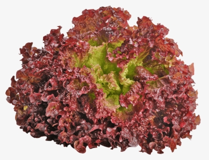 Lollo Rosso Lettuce Png, Transparent Png, Free Download