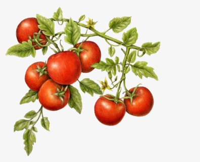 Tomatoes - Realistic Tomato Plant Drawing, HD Png Download, Free Download