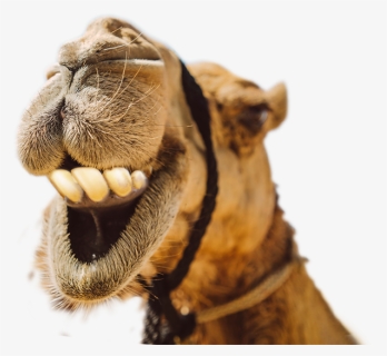 Tooth camel Camel Teeth