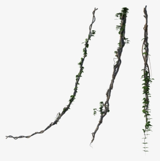 Twig, HD Png Download, Free Download