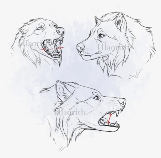 Transparent Wolf Face Png - Wilk Anatomia Rysunek, Png Download, Free Download