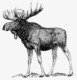 Moose Black And White, HD Png Download, Free Download