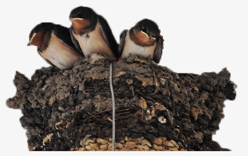 Nest Png Photo Image - Swallow, Transparent Png, Free Download
