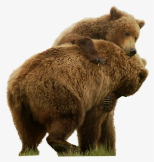 Grizzly Bear Standing Png Image - Grizzly Bear Png, Transparent Png, Free Download