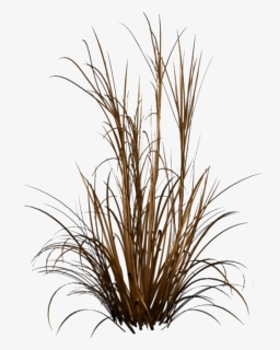Beach Grass Png Pic - Ornamental Grass Png, Transparent Png, Free Download
