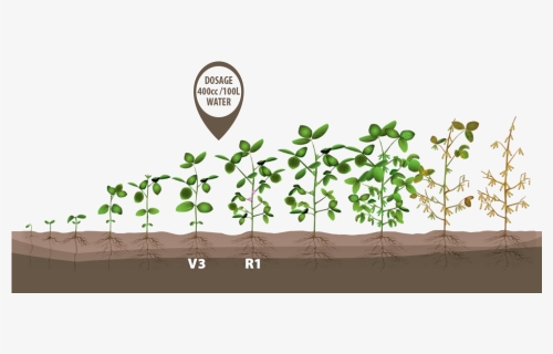 Transparent Plant Growing Png - Soybean Stages R1 R3, Png Download, Free Download