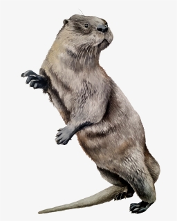 North American River Otter , Png Download - North American River Otter, Transparent Png, Free Download