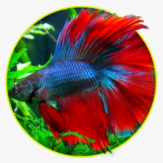 Transparent Betta Fish Png - Betta Chloropharynx, Png Download, Free Download