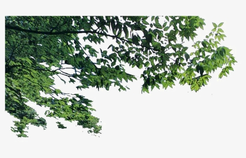 Euclidean Foreground Transprent Png Free Download Plant - Foreground Tree Branch Png, Transparent Png, Free Download