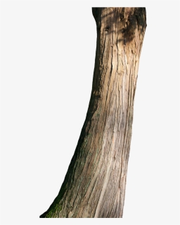 Png Tree Trunk Transparent Tree Trunk - Big Tree Trunk Png, Png Download, Free Download