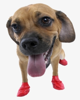 Rubber Boots For Dogs , Png Download - Pawz Dog Boots, Transparent Png, Free Download