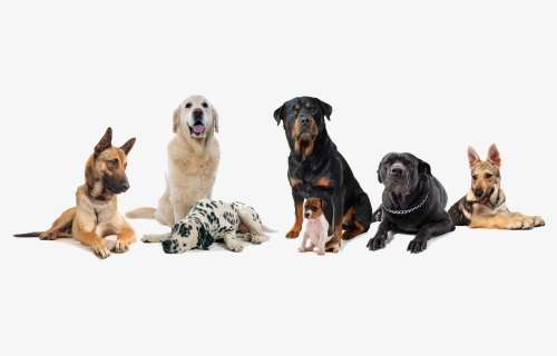 Group Of Dogs Transparent Background , Png Download - Transparent Background Group Of Dogs, Png Download, Free Download
