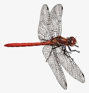 Dragonfly Png Download Image - Dragonfly Transparent Background, Png Download, Free Download