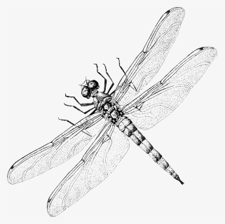 Dragonfly Website Design - Net-winged Insects, HD Png Download, Free Download
