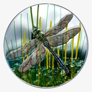 Hand Painted Fused Glass Dragonfly - Dragonfly, HD Png Download, Free Download