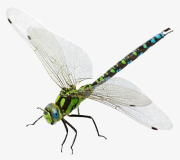 Dragonfly Png Transparent Image - Libellule Détourée, Png Download, Free Download