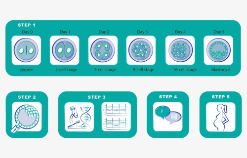 Transparent Sperm Png - Ivf And Pgt Process, Png Download, Free Download