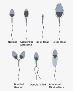 Horse Sperm Cell , Png Download - Seminal Fluid, Transparent Png, Free Download
