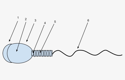 Diagram, HD Png Download, Free Download