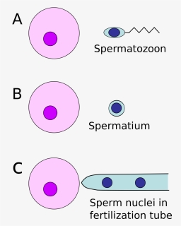 Spermatie, HD Png Download, Free Download