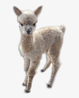 Alpaca - Llama, HD Png Download, Free Download