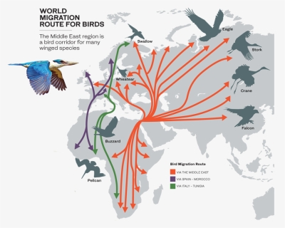 Route Of Migratory Birds, HD Png Download, Free Download