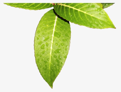 Leaves Vegetation , Png Download - Hojas Verdes Png, Transparent Png, Free Download