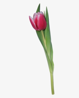 Tulip Png Image - Tulipan Photoshop, Transparent Png, Free Download