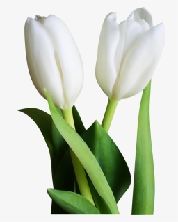 Tulip Transparent White - White Tulip Flowers Png, Png Download, Free Download