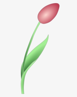 Simple Tulip Clip Arts - Tulip 3 Clipart, HD Png Download, Free Download