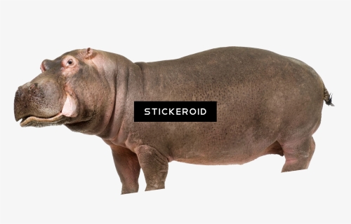 Hippo , Png Download - Hippo Transparent Background, Png Download, Free Download