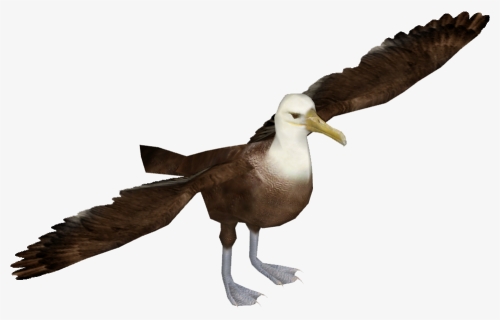 Transparent Dove Png Transparent Background - Albatrosses, Png Download, Free Download